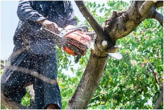 tree services Mayesville